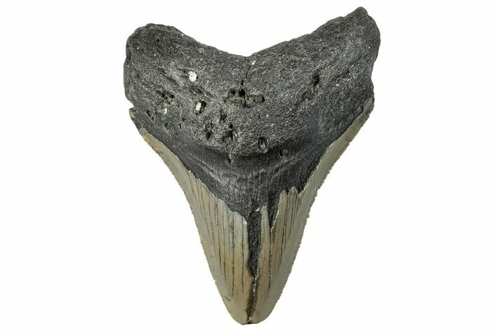 Serrated, Fossil Megalodon Tooth - North Carolina #295230